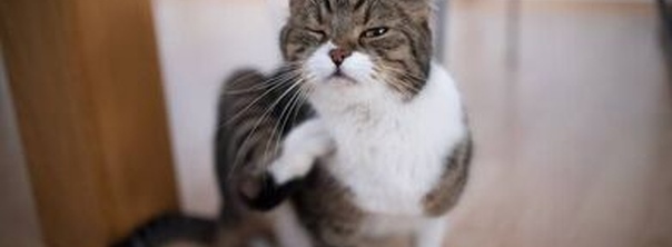 6 домашних средств от блох на котах